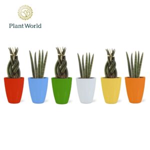 Sansevieria Cylindrica Sansevieria mix: Twist-Spaghetti in Ceramics Osaka
(16 Plants/Order)(6cmP 15cmH)