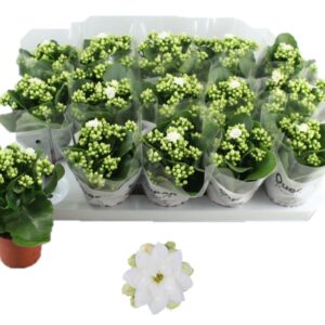 Kalanchoe pink Flowers Sia Edwina
(15 Plants/Order)(9cmP 17cmH)