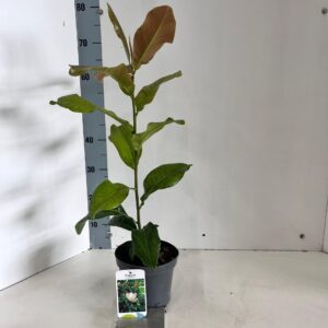 Magnolia grandiflora Magnolia 'Grandiflora'
(1 Plants/Order)(17cmP 60cmH)