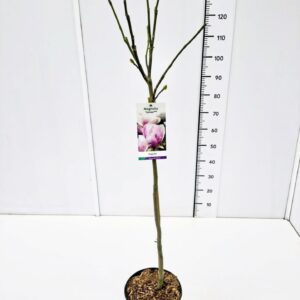 Magnolia Magnolia 'Cameo' 80CMSTC10
(1 Plants/Order)(28cmP 100cmH)