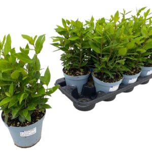 Laurus nobilis Laurus nobilis
(8 Plants/Order)(14cmP 35cmH)