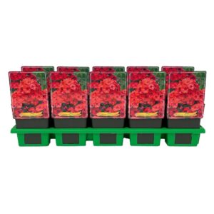 Phlox Paniculata Phlox Paniculata 'Flame® Watermelon'
(10 Plants/Order)(11cmP 25cmH)