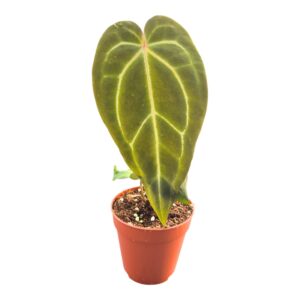 Anthurium Leaf DocBlock Anthurium Brown Derby® '39' X Brown Derby® '39'
(2 Plants/Order)(9cmP 20cmH)