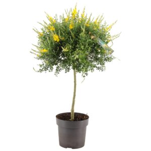 Cytisus x racemosus Genista (Cytisus) ball op stam p17 (PT)
(4 Plants/Order)(17cmP 70cmH)