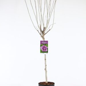 Hibiscus syriacus Ardens Hibiscus syr. 'Ardens' stam 60
(1 Plants/Order)(21cmP 105cmH)