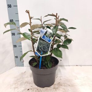 Elaeagnus ebbingei Elaeagnus ebbingei
(1 Plants/Order)(19cmP 35cmH)