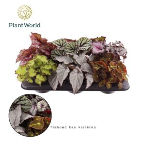 Begonia Rex Begonia rex Magic Colours
(8 Plants/Order)(12cmP 25cmH)