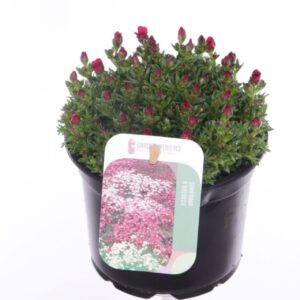 Saxifraga Touran Deep Saxifraga Touran Deep Red
(8 Plants/Order)(13cmP 15cmH)