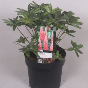 Lupinus Lupinus 'West Country' Tequila Flame - 23 cm
(1 Plants/Order)(23cmP 75cmH)