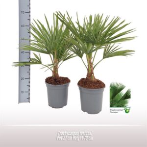 Trachycarpus fortunei Trachycarpus fortunei
(1 Plants/Order)(21cmP 70cmH)