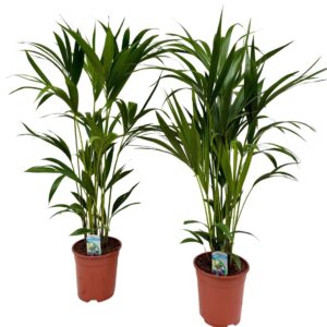 Howea forsteriana Howea forsteriana P21 H120
(1 Plants/Order)(21cmP 115cmH)
