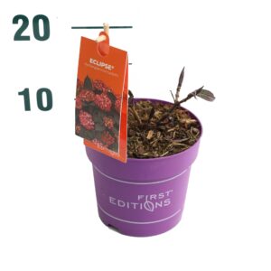 Hydrangea macrophylla Hydrangea m. 'Eclipse' Red - P14
(6 Plants/Order)(14cmP 15cmH)