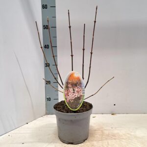 Viburnum bodnantense Dawn Viburnum bodnantense 'Dawn'
(1 Plants/Order)(17cmP 35cmH)