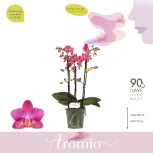 Phalaenopsis Multiflora Aromio Floral 3 spike
(10 Plants/Order)(12cmP 35cmH)