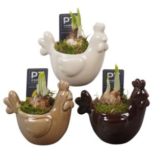 Narcissus Tete a Tete PTNP4537 Arrangement Narcissus Easter in Ceramics kip
(8 Plants/Order)(12cmP 15cmH)