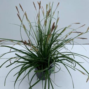 Carex oshimensis Carex 'Everlime'
(6 Plants/Order)(17cmP 30cmH)