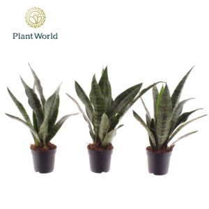 Sansevieria Black Coral Sansevieria Black Coral 7 cm
(16 Plants/Order)(7cmP 25cmH)