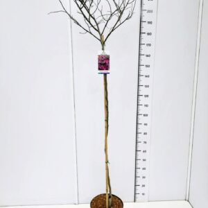 Cercis Forest Pansy Cercis can. 'Forest Pansy' 160CMSTC12
(1 Plants/Order)(30cmP 180cmH)