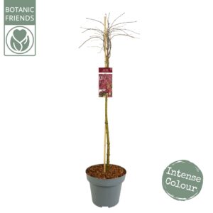 Acer palmatum Acer palm. 'Garnet' C14 struik
(1 Plants/Order)(30cmP 130cmH)
