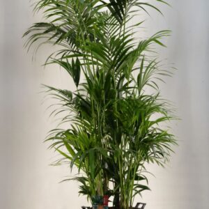 Howea forsteriana KENTIA - P44 H450 - 20PP - (Howea forsteriana)
(1 Plants/Order)(44cmP 300cmH)