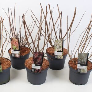 Hydrangea paniculata Hydrangea Paniculata 'Mix (NL)' 23 cm
(1 Plants/Order)(23cmP 75cmH)