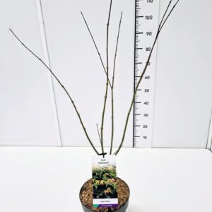 Acer palmatum Acer palm. 'Osakazuki' 60-80C7
(1 Plants/Order)(25cmP 80cmH)