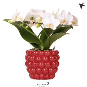 Phalaenopsis Multiflora Kolibri Orchids Phalaenopsis Halo white in Berry Pot
(3 Plants/Order)(9cmP 30cmH)