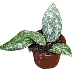 Hoya Hoya Verticillata Nganjuk
(9 Plants/Order)(10.5cmP 15cmH)