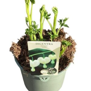 Dicentra spectabilis Alba Dicentra Spectabilis 'Alba'
(1 Plants/Order)(17cmP 20cmH)