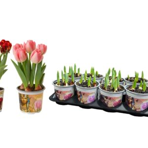 Tulipa mixed 2 Colours Tulp Treasures of Egypt mixed 12 cm
(10 Plants/Order)(12cmP 15cmH)