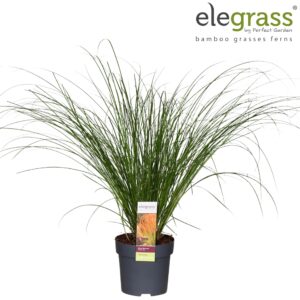 Carex testacea Prairie Fire Color G Carex testacea Prairie Fire P14
(6 Plants/Order)(14cmP 40cmH)