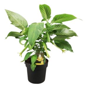 Brugmansia Brugmansia struik dark yellow 24 cm
(1 Plants/Order)(24cmP 60cmH)