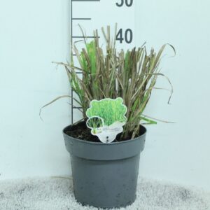 Miscanthus sinensis Zebrinus Miscanthus sin. 'Zebrinus' P23
(1 Plants/Order)(23cmP 35cmH)