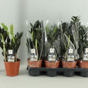 Zamioculcas zamiifolia Raven Zamioculcas Raven 14cm
(7 Plants/Order)(14cmP 45cmH)