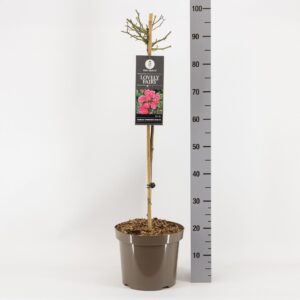 Rosa Spelarosa Lovely Fairy Rosa (P) Lovely Fairy ®, stam 70, C7.5
(1 Plants/Order)(26cmP 100cmH)