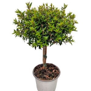 Myrtus communis Myrtus Communis Stem
(10 Plants/Order)(12cmP 30cmH)