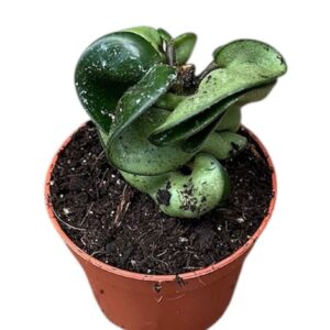 Hoya Hoya Compacta Carnosa
(20 Plants/Order)(6cmP 8cmH)