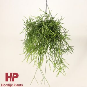 Rhipsalis heteroclada Rhipsalis heteroclada P15
(7 Plants/Order)(15cmP 40cmH)