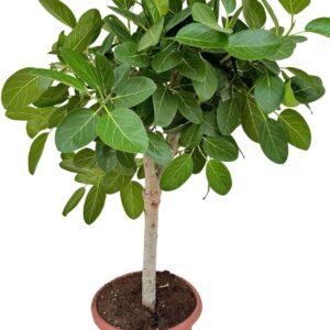 Ficus Ficus benghalensis audrey P44 stam
(1 Plants/Order)(44cmP 140cmH)