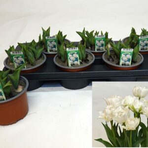 Tulipa other Dubble white
(6 Plants/Order)(14cmP 16cmH)