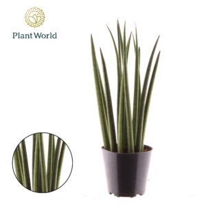Sansevieria Cylindrica Sansevieria cylindrica 'Bacularis' / Mikado
(10 Plants/Order)(12cmP 40cmH)