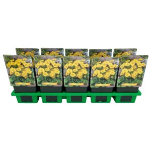 Trollius pumilus Trollius pumilus
(10 Plants/Order)(11cmP 25cmH)