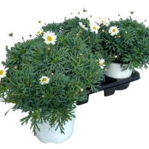Argyranthemum other op Argyranthemum Frutescens "struik" - white
(1 Plants/Order)(18cmP 45cmH)