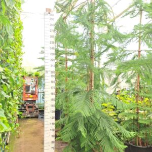Araucaria heterophylla Araucaria 400
(1 Plants/Order)(55cmP 400cmH)