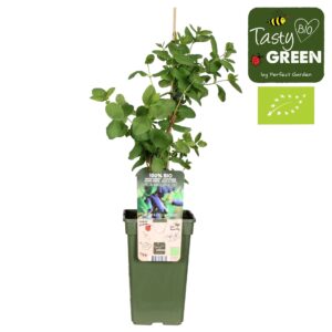 Lonicera Lonicera kamtschatica Duet Bio P19
(6 Plants/Order)(19cmP 50cmH)