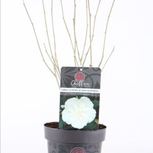 Hibiscus syriacus White Chiffon Hibiscus syr. 'White Chiffon'® P19/C3
(1 Plants/Order)(19cmP 55cmH)