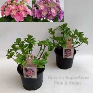 Hydrangea Hovaria Hydrangea Hovaria SuperStars mix Garden 19cm
(21 Plants/Order)(19cmP 35cmH)