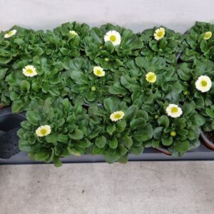 Bellis perennis Rushe Bellis white
(18 Plants/Order)(9cmP 15cmH)