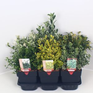 Euonymus fortunei Euonymus mix P17
(6 Plants/Order)(17cmP 40cmH)