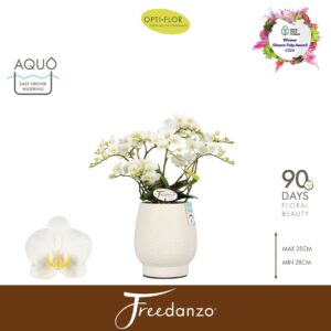 Phalaenopsis Multiflora Freedanzo Dove in Abruzzo White Aquo
(3 Plants/Order)(12cmP 40cmH)